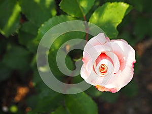 Delicate light pink rose in garden