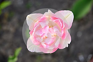 Delicate light pink tulip with white petals