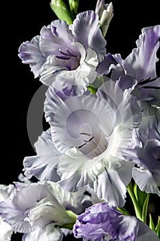 Delicate light purple gladioli on a dark blurry background