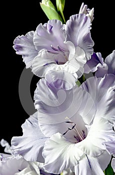 Delicate light purple gladioli on a dark blurry background