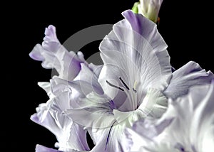 delicate light purple gladioli on a dark blurry background