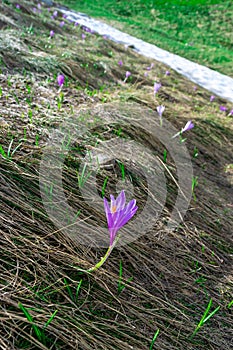 Delicate lilac crocus flowers close-up appear in spring on a hill next to the snow that has not yet melted