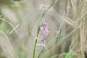 Delicate lilac flower with elegant hanging buds. Wild herbs and flowers