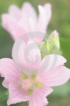 Delicate lilac flowers in raindrops, top view, close-up