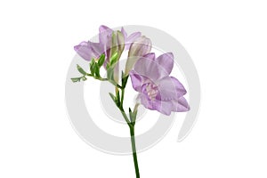 Delicate lilac freesia flower on white background.