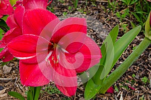 Delicate Lilium longiflorum `red Fox` flower in a spring season at a botanical garden.