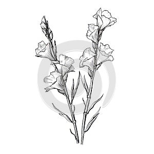 Delicate Line Drawing Of Gladiolus Shaped Snapdragon Flowers