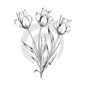 Delicate Line Drawings Of Black Flowers On White Background