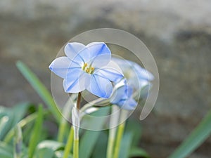 Delicate little blue spring starflower Ipheion uniflorum