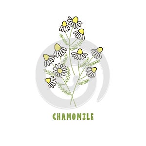 Delicate little bouquet of chamomile, isolated on white.