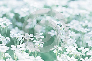 Delicate little flowers in the field . Flowers cerastium outdoors. Selective focus