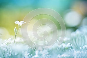 Delicate little white flower on a beautiful background with a gentle tone. Floral background colorful.