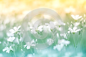 Delicate little white flower on a beautiful background with a gentle tone. Floral background colorful