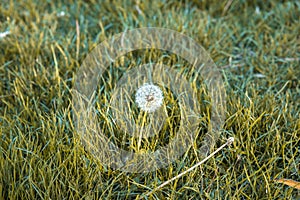 Delicate and lonely dandelion in a field of grass