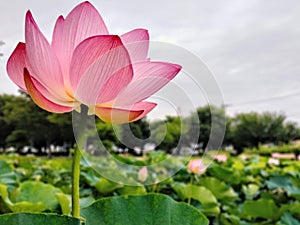 The delicate lotus flower that enchants. photo