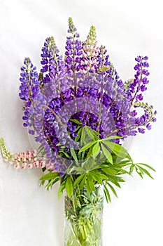 Delicate Lupin flowers in a vase. Tenderness and romance.