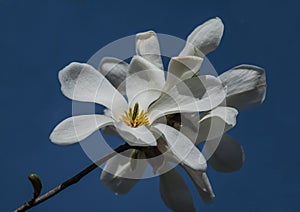 Delicate magnolia flowers. Magnolia L