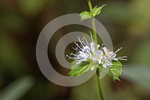 Delicate mint flower blooming