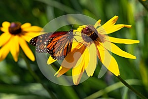 Delicate Monarch Butterfly on Yellow Flower
