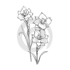 Delicate Monochrome Flower Drawing: Daffodil Shaped Snapdragon In Minimalist Style