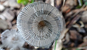 Delicate mushroom growing between wood chips