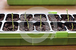 Delicate, new homegrown Snow pea sprouts growing from organic soil in a plant container for spring seedlings in rural