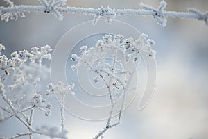 delicate openwork dried flowers in white fluffy frost and barbed wire