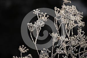 delicate openwork dried flowers in white fluffy frost and barbed wire