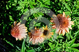 Delicate orange echinacea flowers in soft focus in an organic herbs garden in a sunny summer day