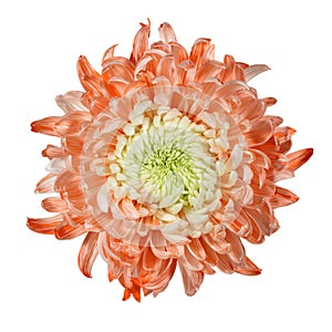 Delicate orange and white chrysanthemum. View from above. Full depth of field