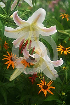 Delicate Oriental lilies and blackeyed susans glow through a morning mist in a summer garden
