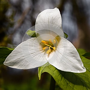 Delicate Pacific Northwest Trillium flower