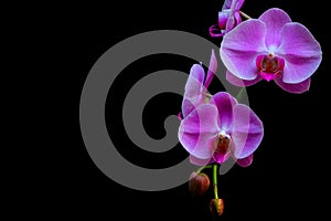 Delicate pair of pink phalaenopsis blume orchids in full bloom