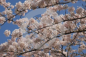 Delicate pale pink cherry blossom, sakura, against blue sky