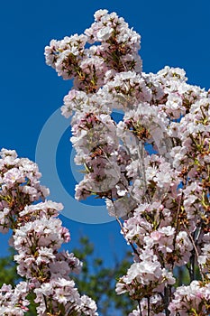 Delicate pale pink flowers of a fruit tree against a bright blue sky. Warm spring. Beauty in nature.
