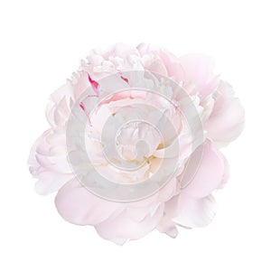 Delicate pale pink peony