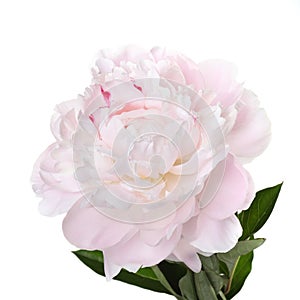 Delicate pale pink peony