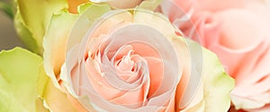 Delicate pale pink roses. Perfect for background greeting cards and wedding invitations, birthday, Valentine`s Day, Mother`s Day