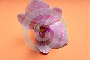 Delicate pale purple orchid flower on a colorful background