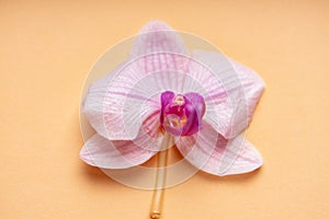 Delicate pale purple orchid flower on a colorful background