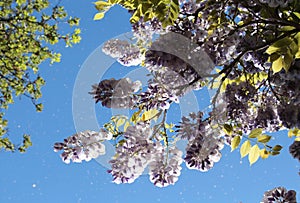 Delicate pale purple wisteria flowers