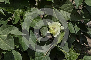 Delicate pale yellow cotton flower among green foliage