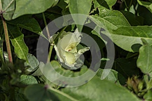 Delicate pale yellow cotton flower among green foliage