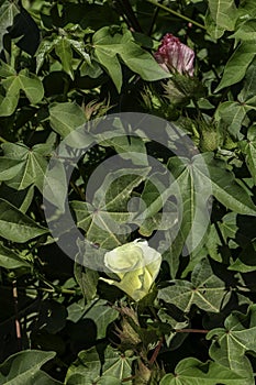 Delicate pale yellow cotton flower among green foliage