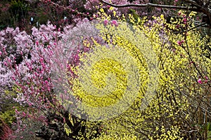 Delicate pale yellow flowers of Hyugamizuki,pink peach blossoms and pink cherry blossoms at Hanamiyama Park,Fukushima,Tohoku,Japan