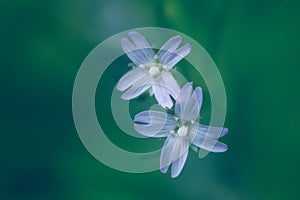 Delicate pastel blue flowers of Epilobium glandulosum photo