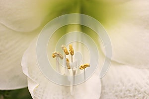 Delicate patterns of petals and polen structures in a macro photography of a white lily flower photo