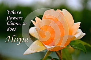 Delicate Peach Rose with a Beautiful Verse of Hope