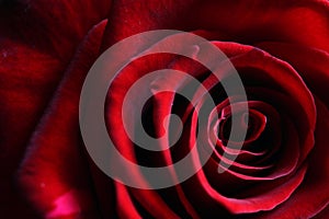 Jemný lístků z hluboký tmavý červená růže 