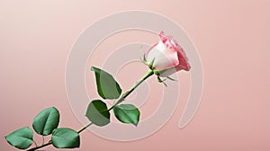 Delicate Petals from Pink Rose with Green Twig AI Generated